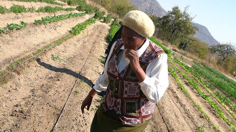 A gardener tending vegetable rows